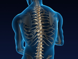 digital image of human spine