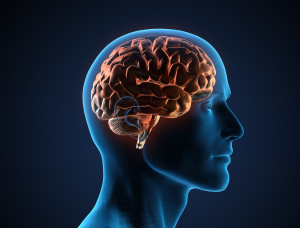 digitial image of human brain