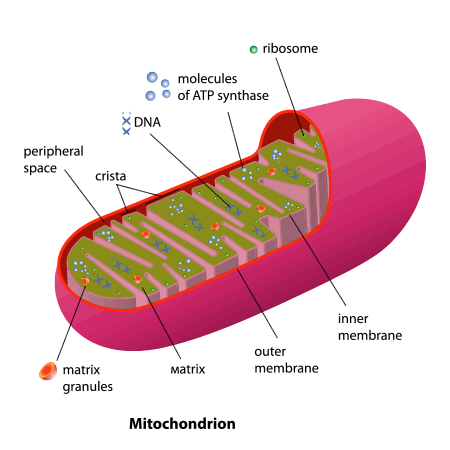 mitochondrian